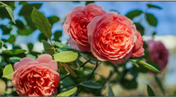Rose Romance Floral Display.png